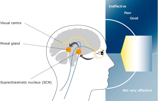 hcl human biology1