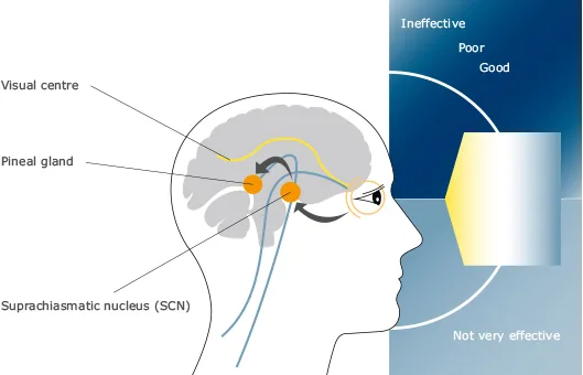 Ánh sáng và sinh học con người 2 hcl human biology1