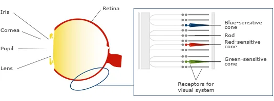 Ánh sáng và sinh học con người 3 hcl human eye retina